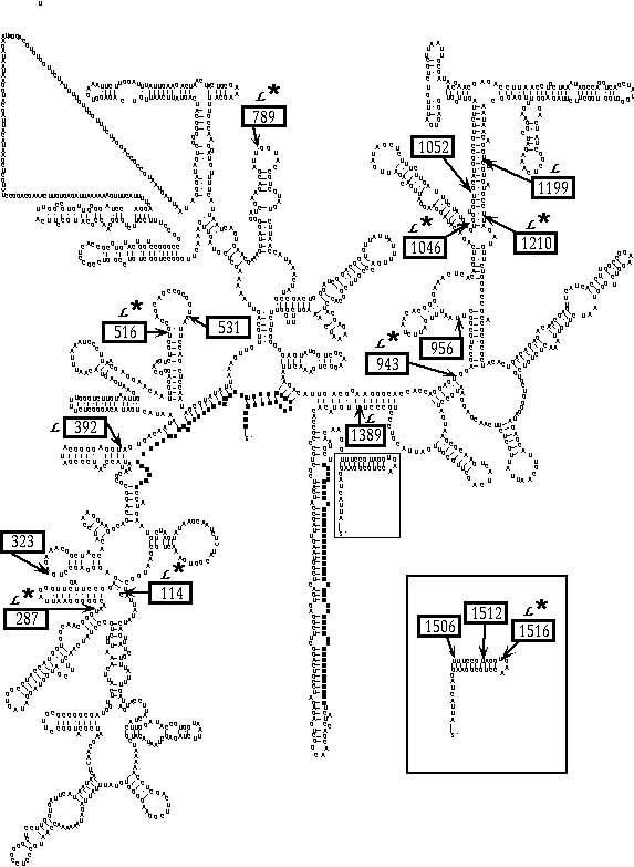 group I intron positions in SSU rDNA