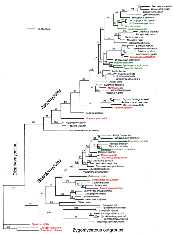 phylogeny of eumycota