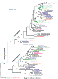 Eumycota phylogeny including lichen origins